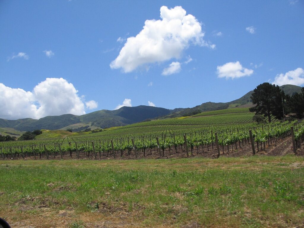 Vineyard rows in the Santa Ynez Valley, California