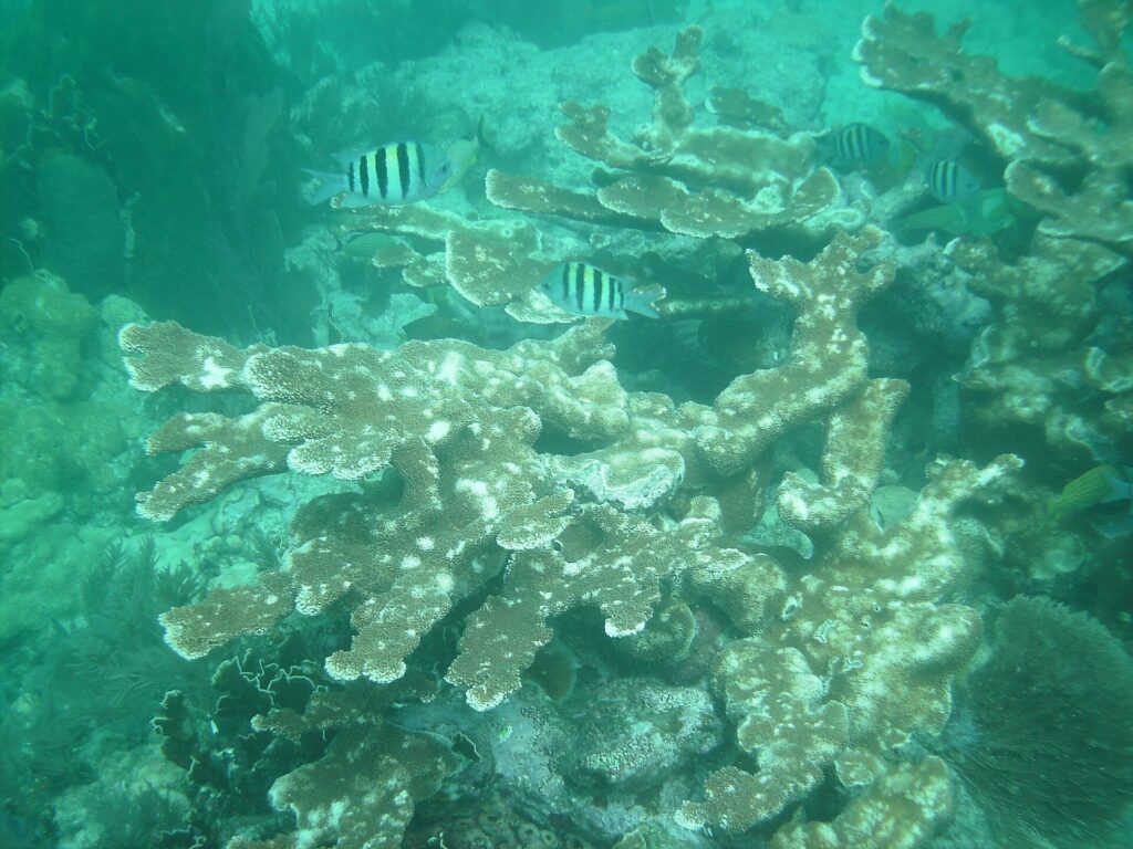 Elkhorn coral and striped sergeant major fish in clear water at Molasses Reef off Key Largo