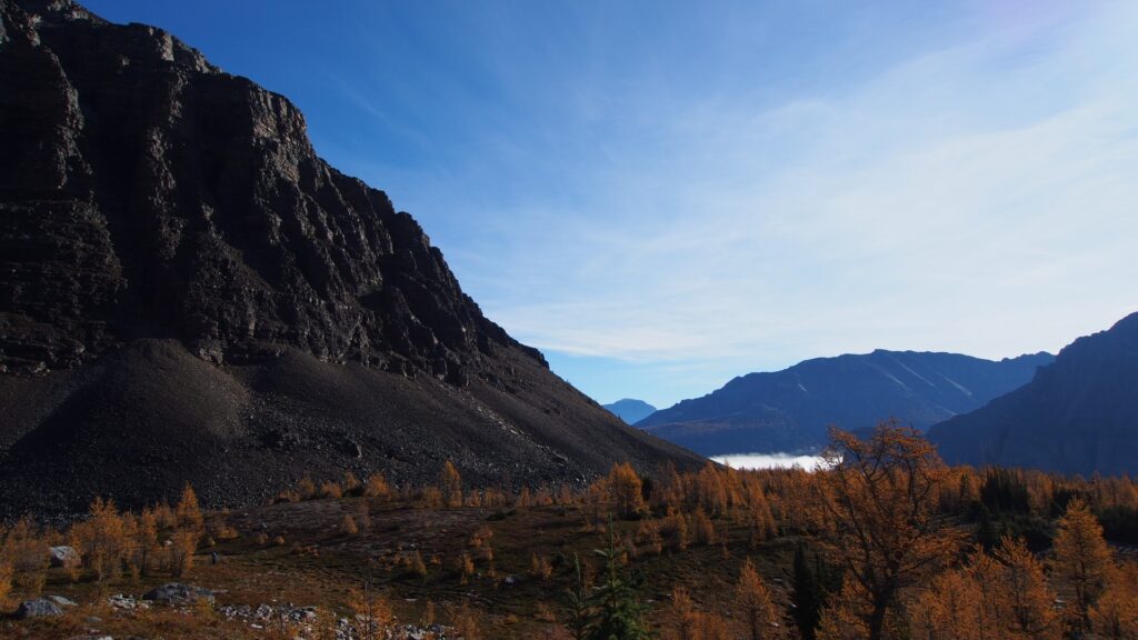 Golden larch trees in autumn on a mountain trail in Banff National Park