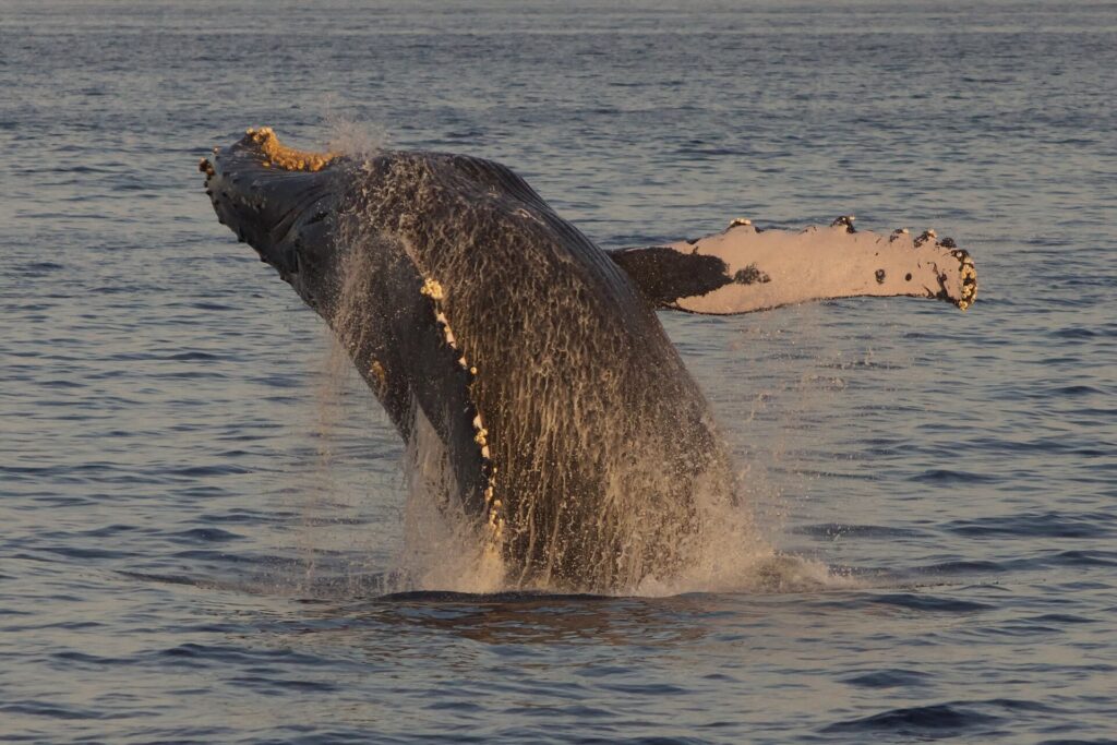 A humpback whale lifting its body and pectoral fin out of the water off the Maui coast