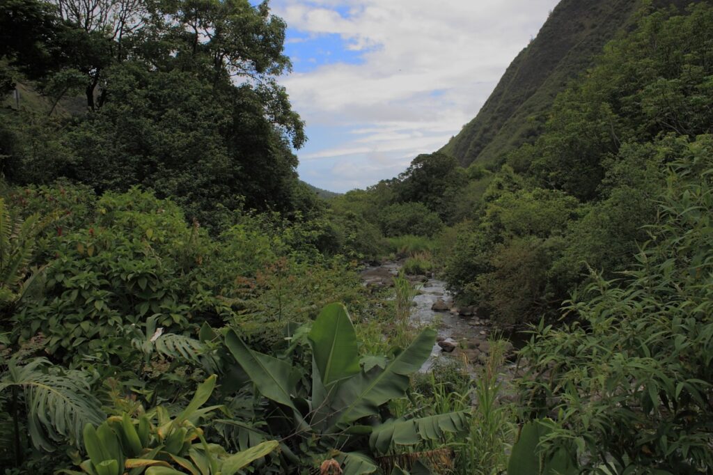 A stream running through dense green forest below steep ridges in Iao Valley on Maui