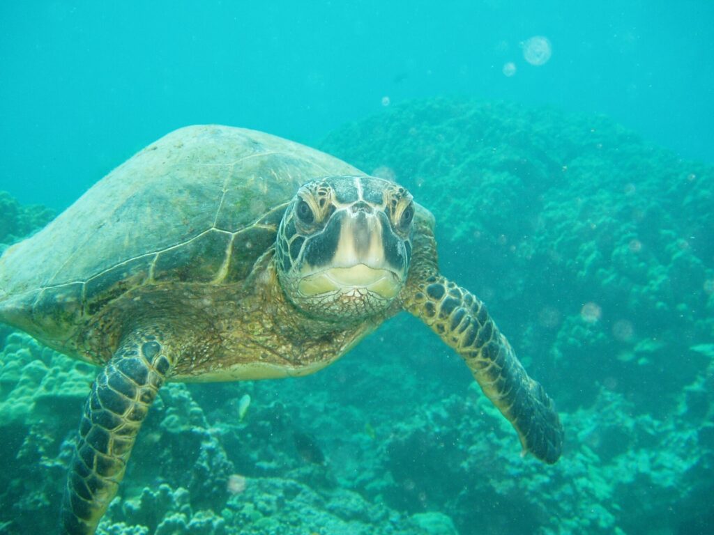 Green sea turtle swimming over reef underwater off Maui