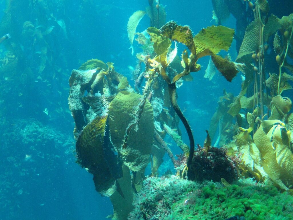 Kelp forest tank at the Monterey Bay Aquarium