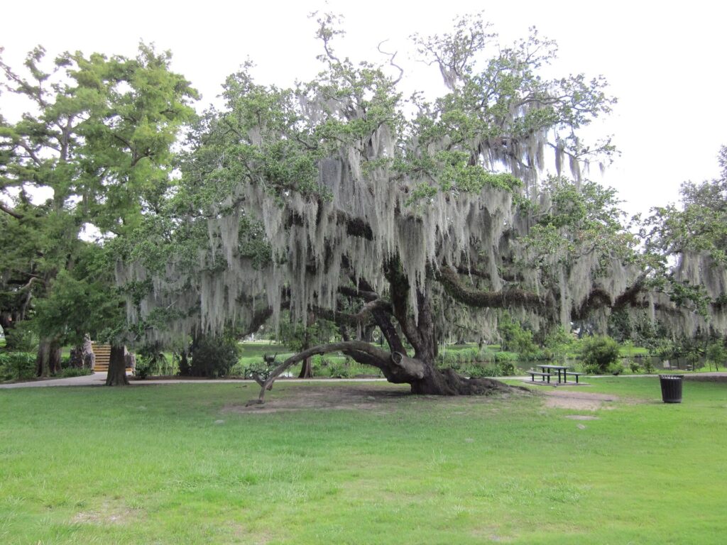 Old live oak tree draped with Spanish moss in City Park, New Orleans