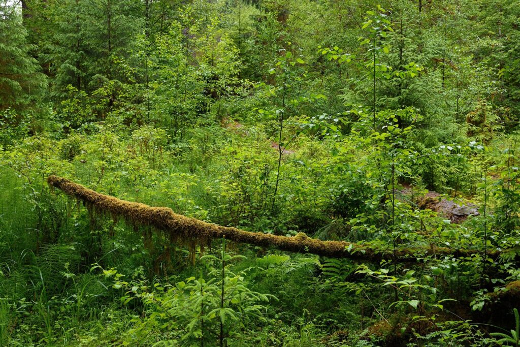 Mossy fallen log and thick green undergrowth in the Hoh Rain Forest, Olympic National Park