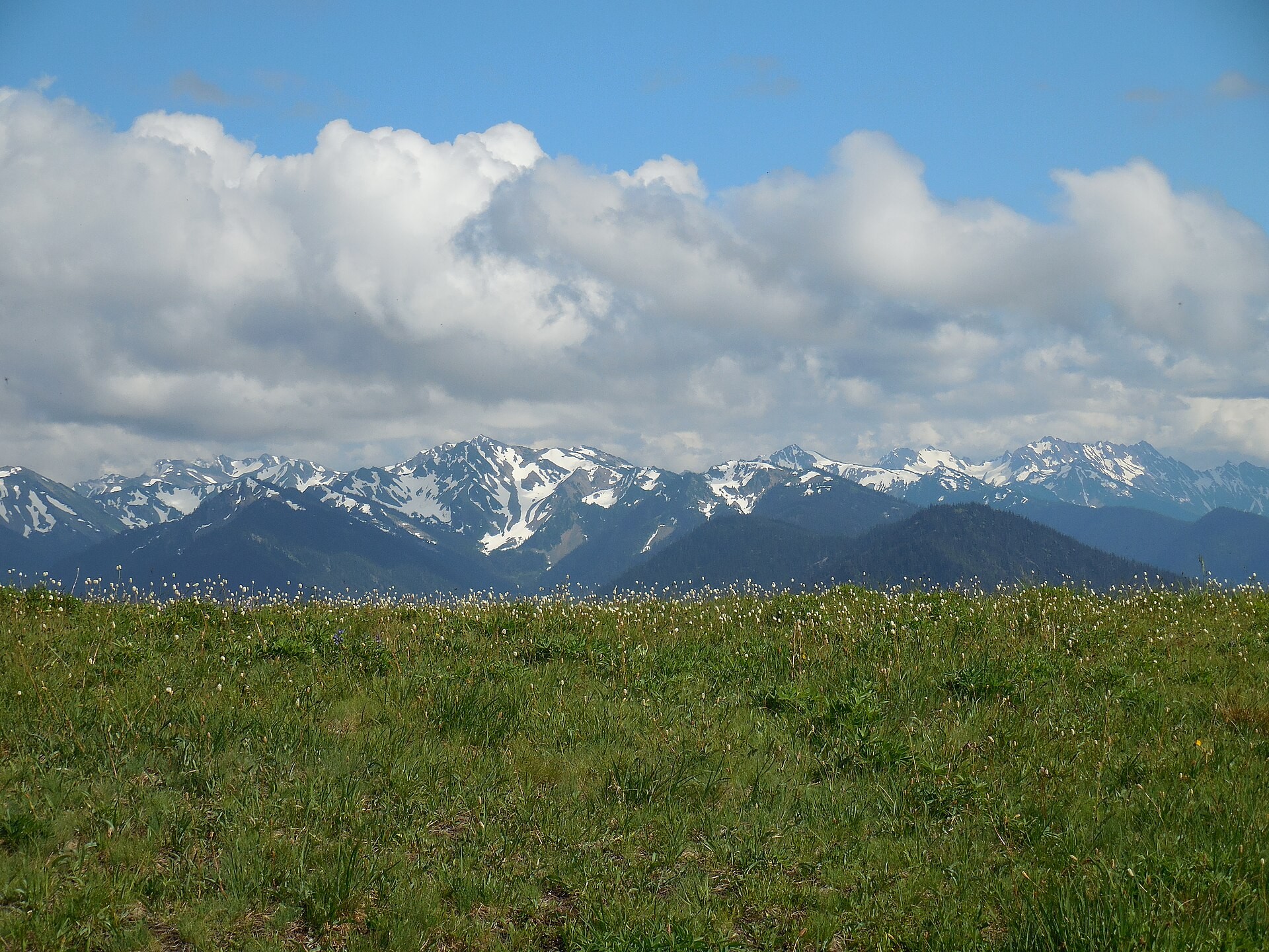Alpine meadow and mountain ridgeline at Hurricane Ridge in Olympic National Park