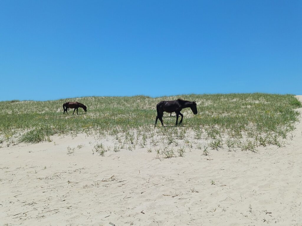 Wild horses standing on the beach at Corolla on the Outer Banks, North Carolina