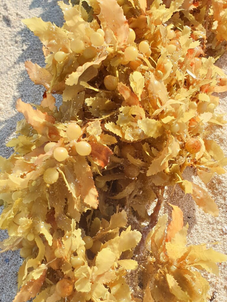 Sargassum seaweed washed up on the shore at Playa del Carmen, Quintana Roo, Mexico