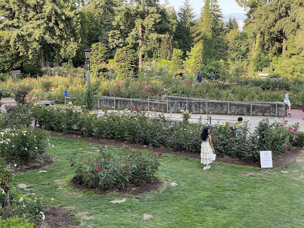 Rose beds and lawns in the International Rose Test Garden in Washington Park, Portland