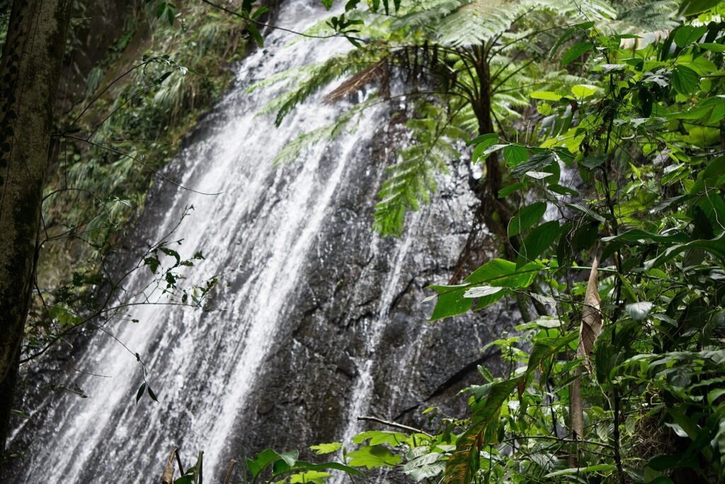 La Coca Falls dropping over dark rock among ferns in El Yunque National Forest, Puerto Rico