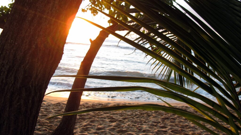 Sun setting through palm fronds over the sand at Maria’s Beach in Rincon, Puerto Rico