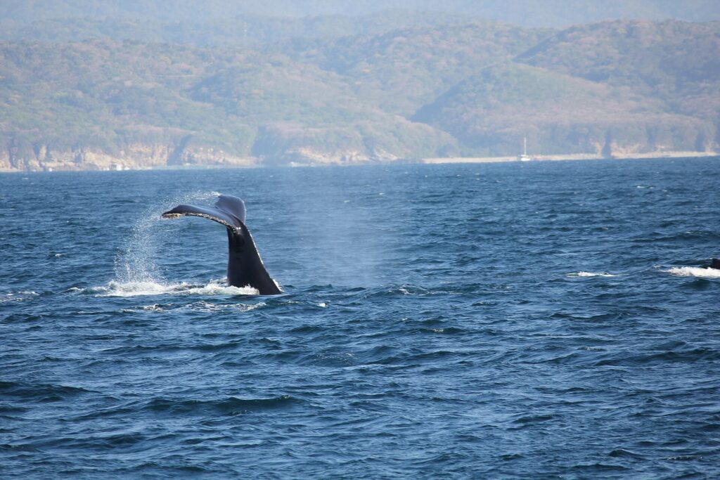 A humpback whale tail breaking the surface in Banderas Bay near Puerto Vallarta