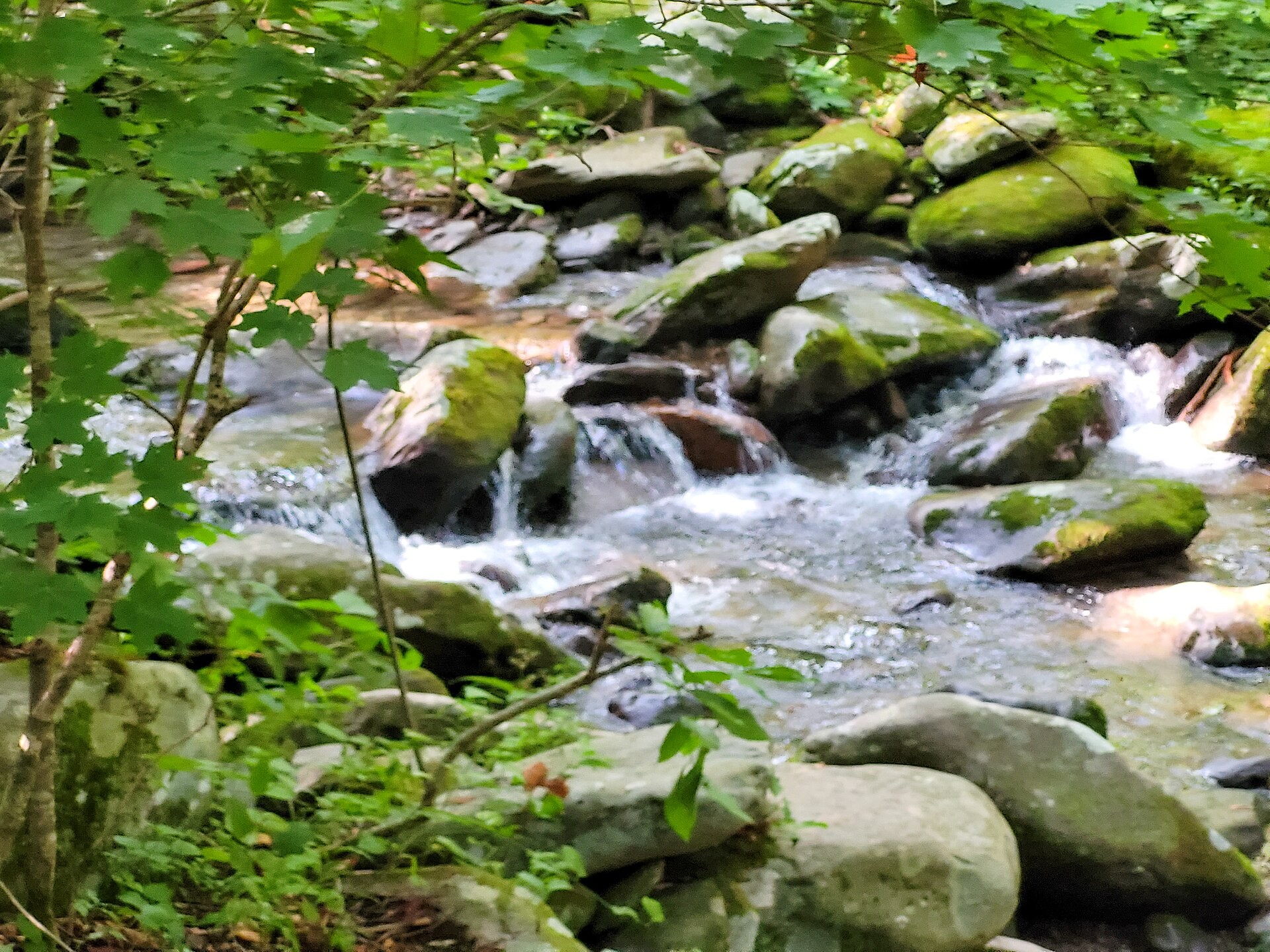 Rainbow Falls Trail in Great Smoky Mountains National Park