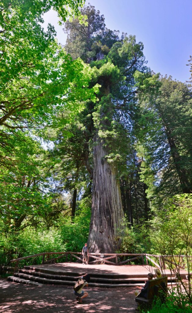 Giant redwood trunk rising above a viewing platform at the Big Tree wayside