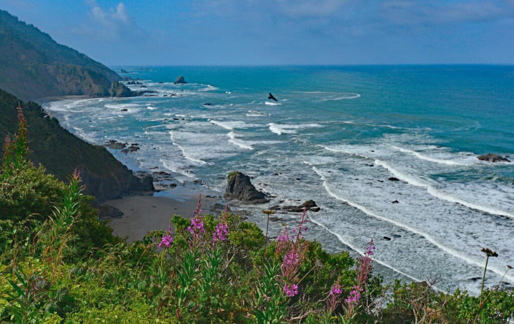 Surf, sea stacks and pink wildflowers above the Enderts Beach coastline