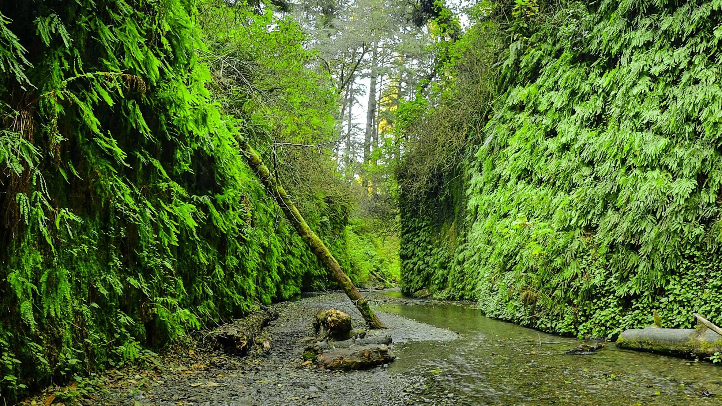 Green fern-covered walls of Fern Canyon in Redwood National and State Parks