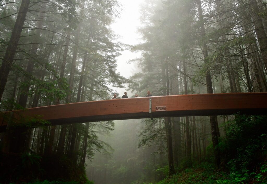 Footbridge crossing through misty redwood forest on the Lady Bird Johnson Grove trail