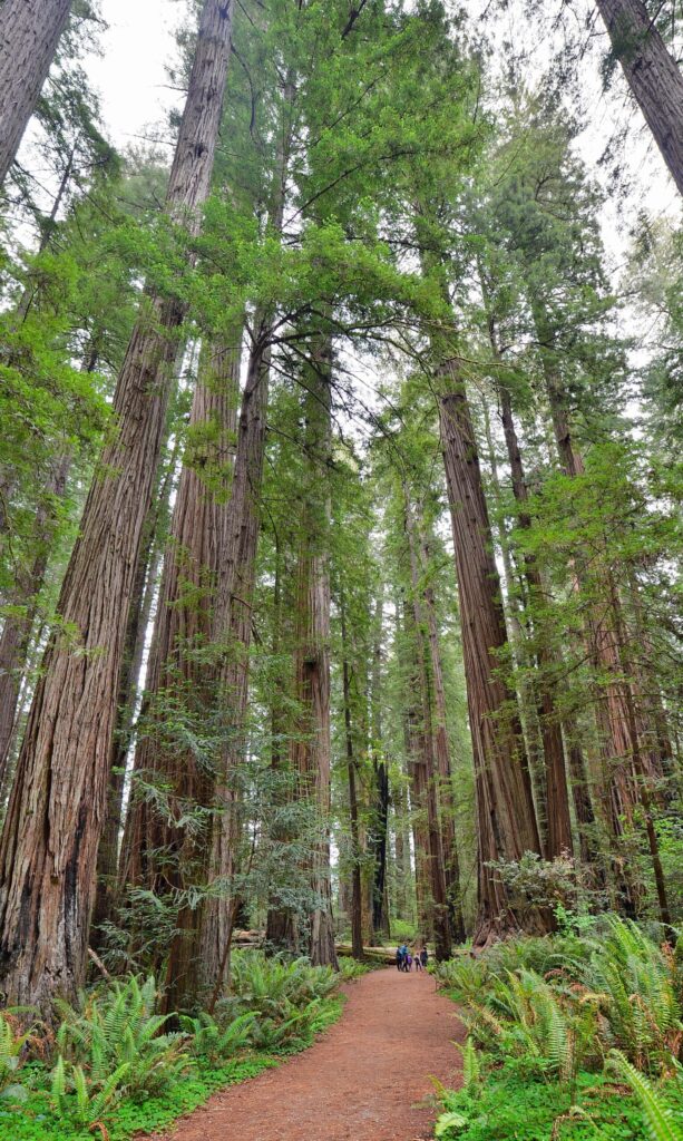 Dirt trail between towering redwoods and ferns in Stout Grove