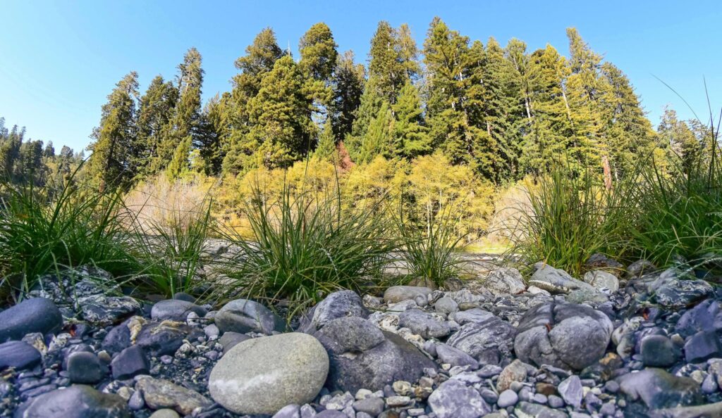 Rounded creek stones and grasses on Redwood Creek with a redwood grove behind