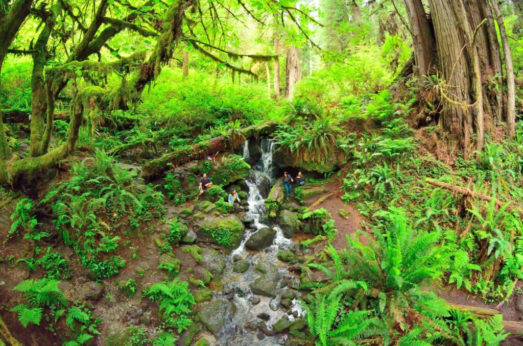 A small stream cascading through ferns and mossy trunks at Trillium Falls