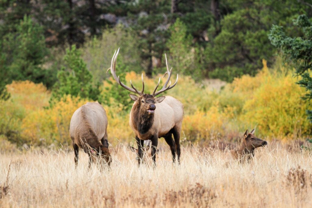 Bull elk standing in a meadow in autumn in Rocky Mountain National Park