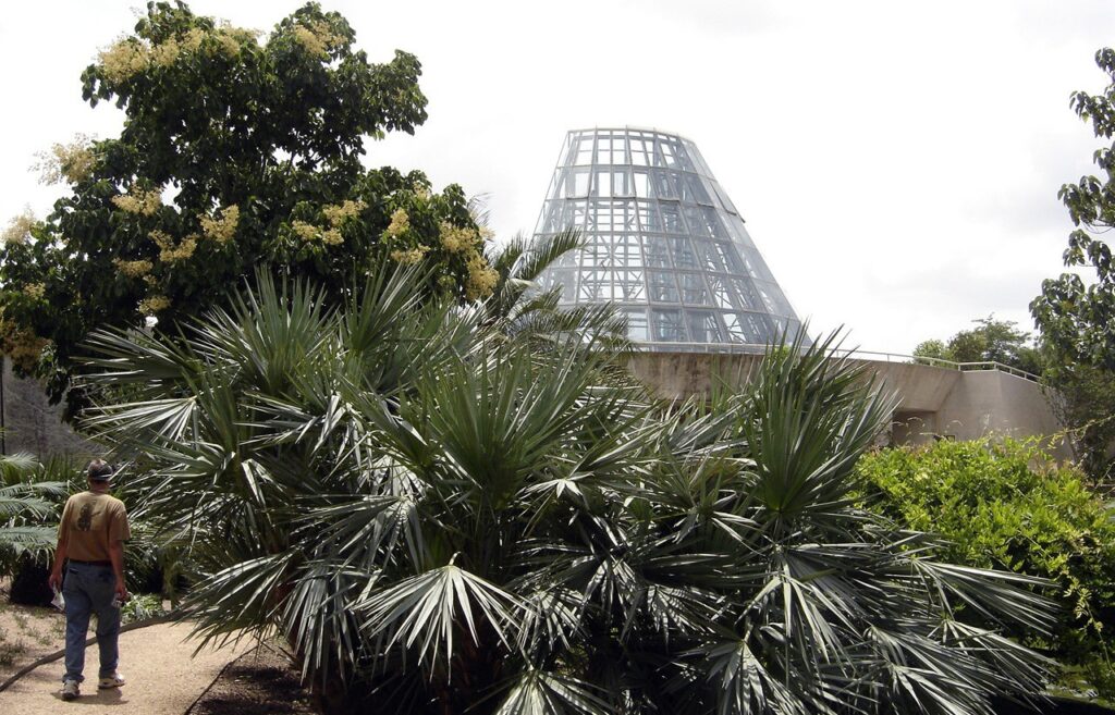 Palms and a glass conservatory at the San Antonio Botanical Garden