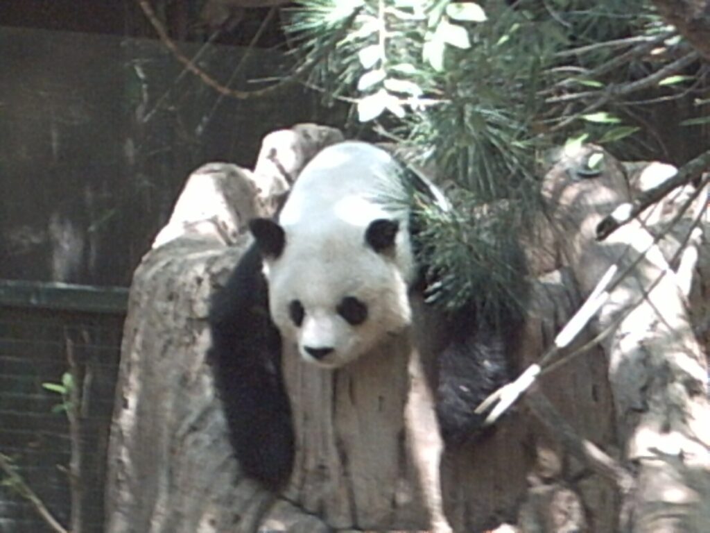 A giant panda sitting on a weathered stump at the San Diego Zoo