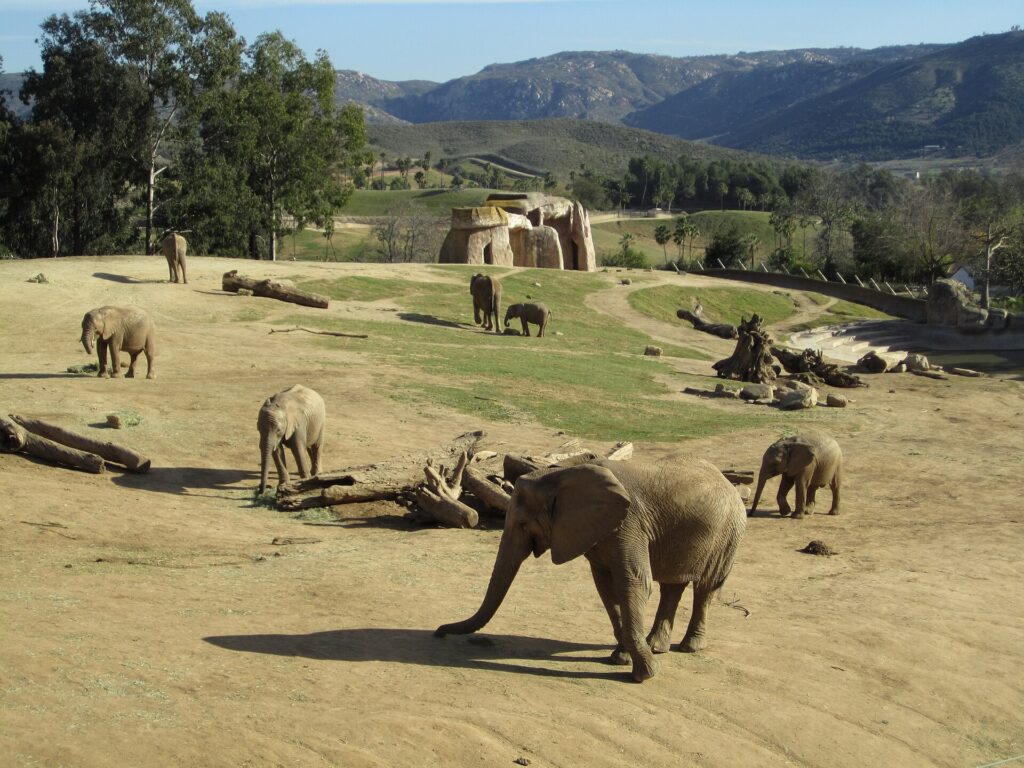 Elephants in a wide dirt yard with rolling hills behind at the San Diego Zoo Safari Park