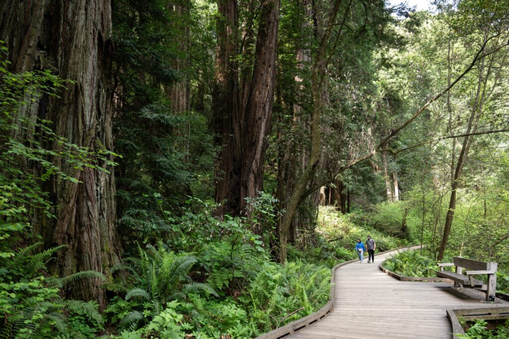 Raised boardwalk through the redwood grove at Muir Woods National Monument