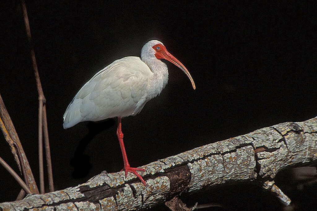 White ibis perched on a branch at Ding Darling National Wildlife Refuge, Sanibel Island