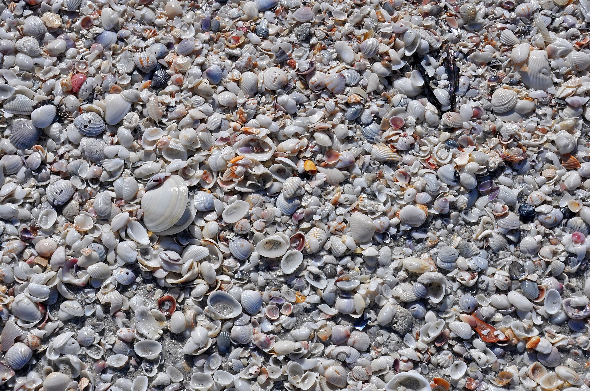 Assorted mollusc shells scattered across wet sand on Algiers Beach, Sanibel Island