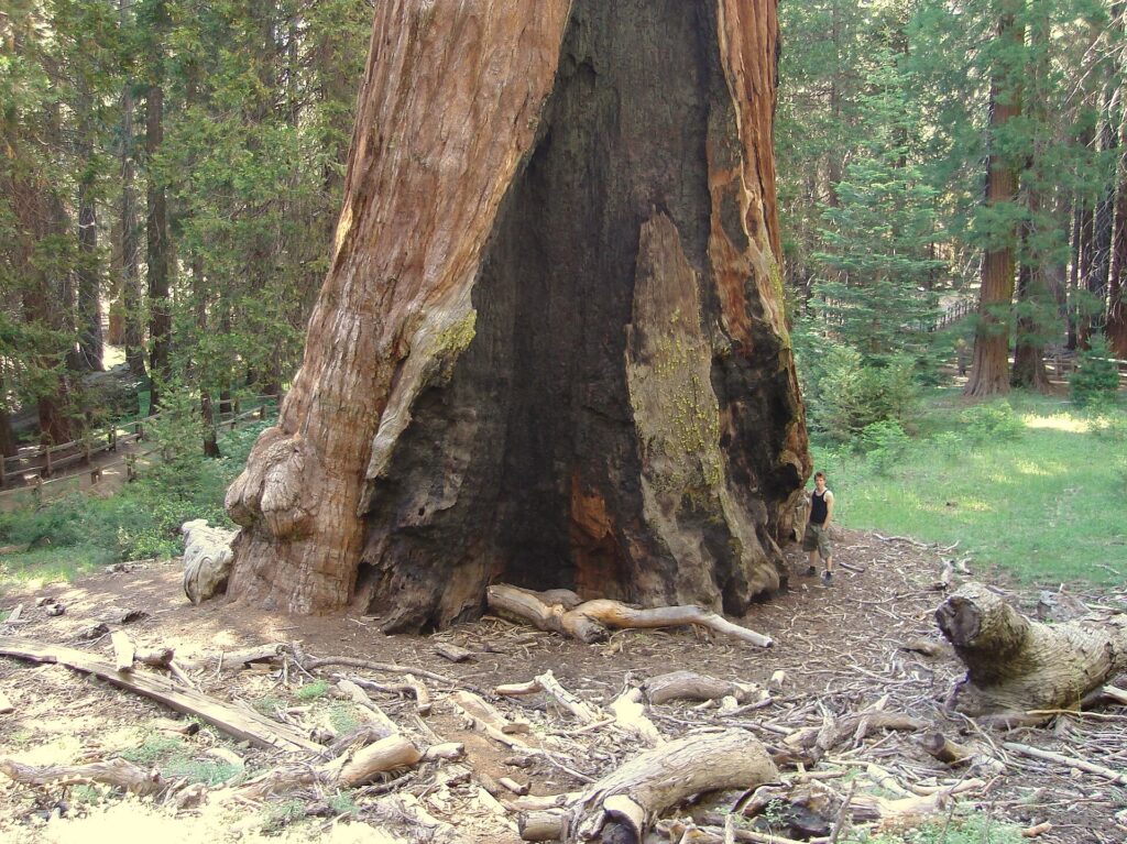 General Grant Tree in Grant Grove, Kings Canyon National Park, California