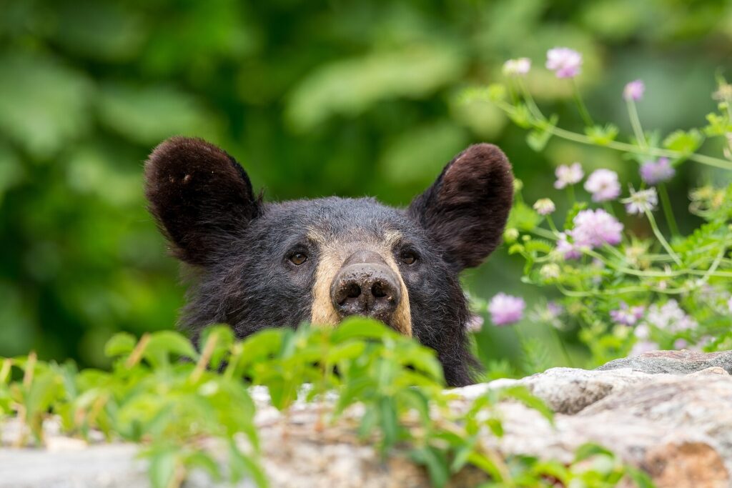 Black bear looking over a rock among wildflowers in Shenandoah National Park