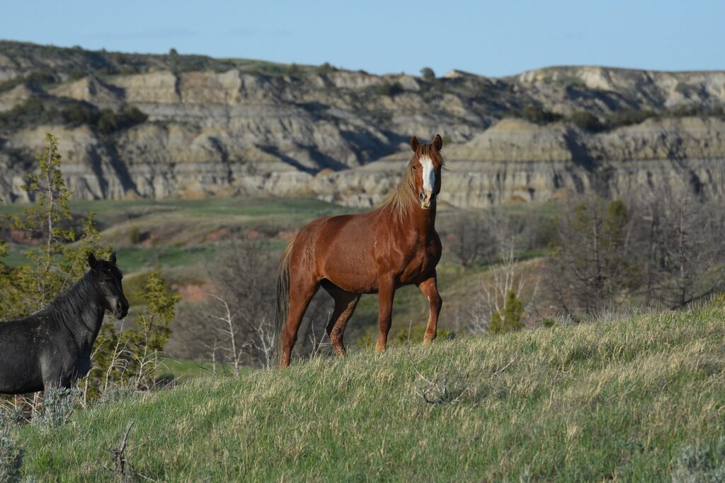 Black and brown wild horses standing in grassland in the badlands of Theodore Roosevelt National Park