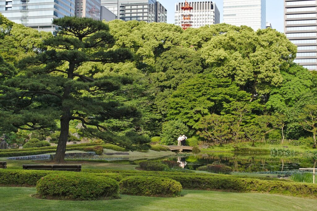 Pine trees and a pond in the East Gardens of the Imperial Palace in Tokyo