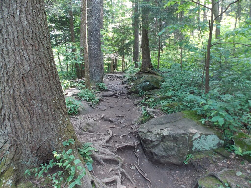 Tree roots and rock crossing the Trillium Gap Trail in the Great Smoky Mountains