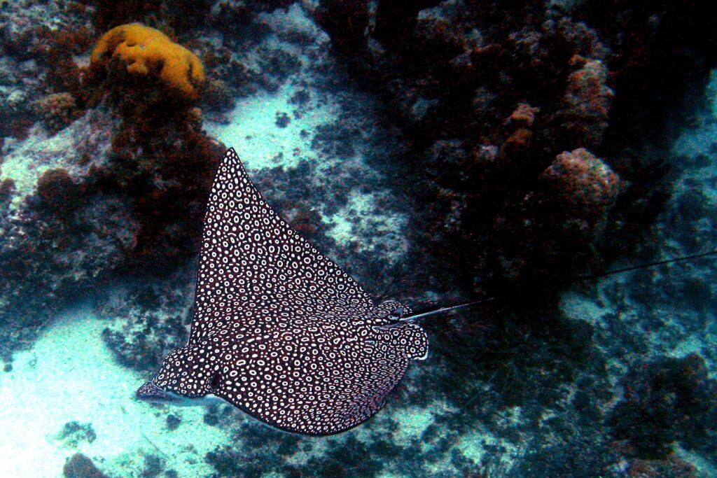 Spotted eagle ray swimming over the seabed underwater in Turks and Caicos