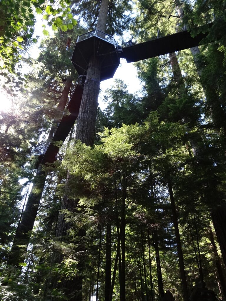 Treetops Adventure canopy walkway seen from below at Capilano Suspension Bridge Park