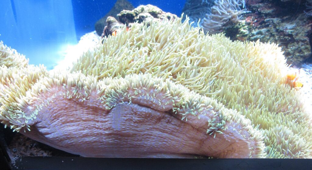 Carpet anemone with a pale green tentacled surface in a tank at the Waikiki Aquarium