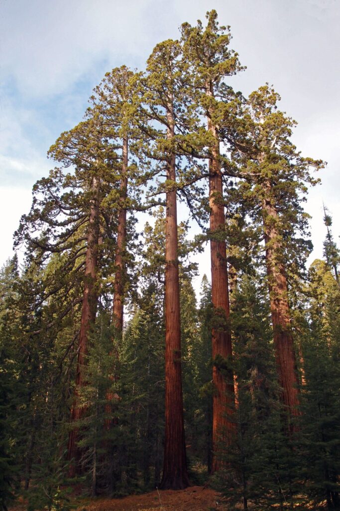 Giant sequoia trunks rising through the forest in Mariposa Grove, Yosemite